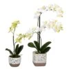 White Artificial Mini Moth Orchid In Planter Set -Flowers Michael Store D333943S 1