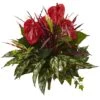 Mixed Laceleaf Bush, 2ct. -Flowers Michael Store D350178S 11