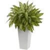 2.5ft. Chinese Evergreen In White Decorative Planter 2 2.5ft. Chinese Evergreen In White Decorative Planter -Flowers Michael Store D350181S 1