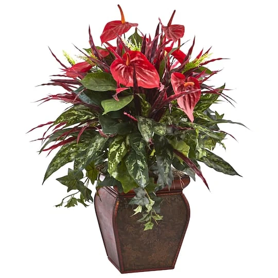 2.5ft. Mixed Laceleaf Plant In Decorative Planter 4 2.5ft. Mixed Laceleaf Plant In Decorative Planter - Image 2