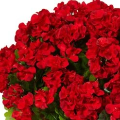 22" Red Geranium In Farmhouse Style Planter -Flowers Michael Store D350199S 13
