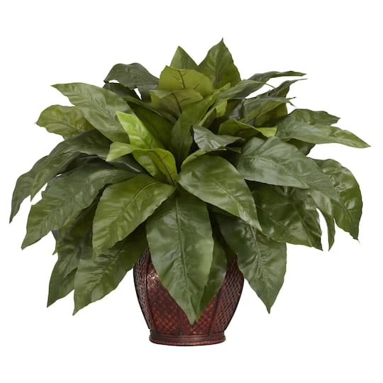 23'' Birds Nest Fern With Woven Brown Vase 3 23'' Birds Nest Fern With Woven Brown Vase