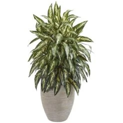 2.5ft. Chinese Evergreen In Sand Colored Planter -Flowers Michael Store D350305S 1 1