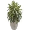 2.5ft. Chinese Evergreen In Sand Colored Planter -Flowers Michael Store D350305S 1