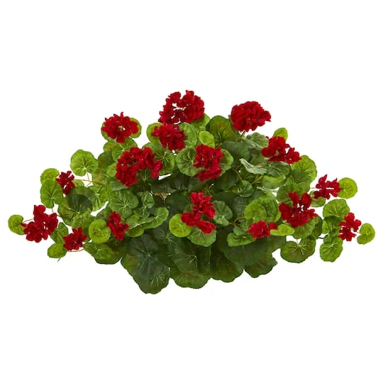 12" Geranium Ledge Plant 2 12" Geranium Ledge Plant