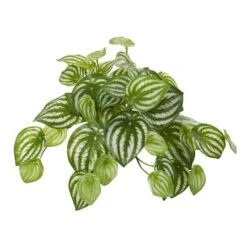 11'' Watermelon Peperomia Hanging Bush, 12ct. -Flowers Michael Store D350388S 1 1