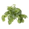 11'' Watermelon Peperomia Hanging Bush, 12ct. -Flowers Michael Store D350388S 1