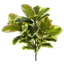 Green Rubber Leaf Plant, 3ct. -Flowers Michael Store D350416S 1 1