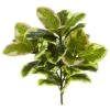 Green Rubber Leaf Plant, 3ct. -Flowers Michael Store D350416S 1