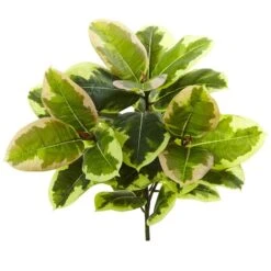 Green Rubber Leaf Plant, 3ct. -Flowers Michael Store D350416S 3