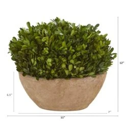 12" Boxwood Preserved Plant In Oval Planter -Flowers Michael Store D350418S 12