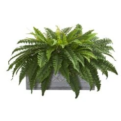 2.5ft. Boston Fern Plant In Stone Planter -Flowers Michael Store D350456S 11 1