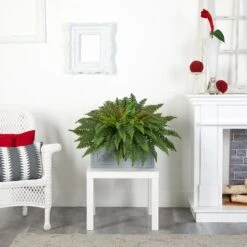 2.5ft. Boston Fern Plant In Stone Planter -Flowers Michael Store D350456S 13