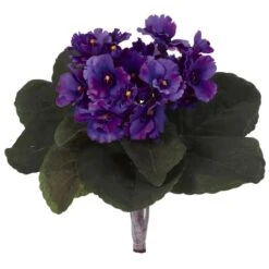 Purple African Violet Bush, 6ct. -Flowers Michael Store D350618S 1 1