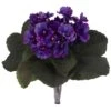 Purple African Violet Bush, 6ct. -Flowers Michael Store D350618S 1