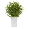 19in. Boxwood Plant In Embossed White Planter 2 19in. Boxwood Plant In Embossed White Planter -Flowers Michael Store D350655S 1