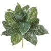 Silver Chinese Evergreen Plant, 6ct. -Flowers Michael Store D350705S 1