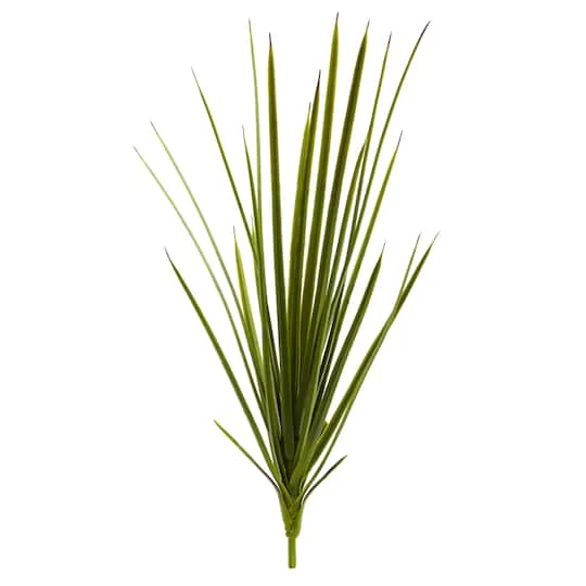 Agave Schottii Plant, 3ct. 4 Agave Schottii Plant, 3ct. - Image 2