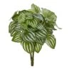Watermelon Peperomia Plant, 6ct. -Flowers Michael Store D350799S 1