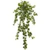 Curly Ivy Hanging Plant, 3ct.