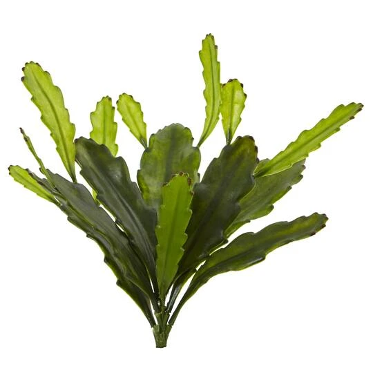 Green Epiphyllum Cactus Plant, 4ct. 3 Green Epiphyllum Cactus Plant, 4ct.