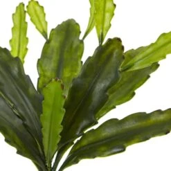 Green Epiphyllum Cactus Plant, 4ct. 7 Green Epiphyllum Cactus Plant, 4ct. -Flowers Michael Store D350822S 3