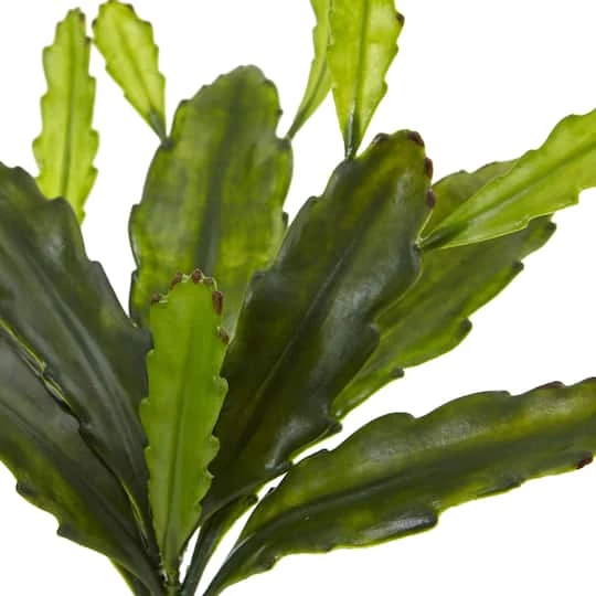 Green Epiphyllum Cactus Plant, 4ct. 5 Green Epiphyllum Cactus Plant, 4ct. - Image 3