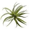 Air Plant Succulent Plant, 12ct. -Flowers Michael Store D350835S 12