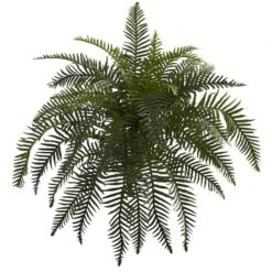 Green River Fern Plant, 2ct. -Flowers Michael Store D350864S 1 1