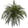 Green River Fern Plant, 2ct. -Flowers Michael Store D350864S 1