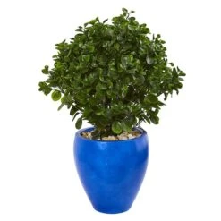 2.5ft. Peperomia Plant In Blue Planter