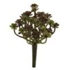 Sedum Succulent Plant, 8ct. -Flowers Michael Store D350942S 1