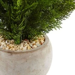 2ft. Cedar Plant In Sand Colored Bowl -Flowers Michael Store D351010S 2