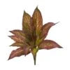 Musa Leaf Bush Plant, 12ct. -Flowers Michael Store D351015S 1