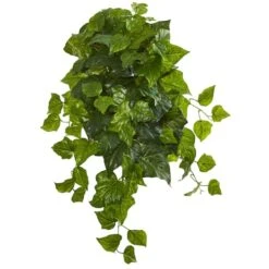 Green Deluxe London Ivy Hanging Bush, 3ct. 5 Green Deluxe London Ivy Hanging Bush, 3ct. -Flowers Michael Store D351226S 1 1