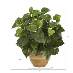 14" Pothos Plant In Ceramic Planter -Flowers Michael Store D351341S 2