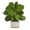 15" Fiddle Leaf Tree In White Planter -Flowers Michael Store D351351S 1