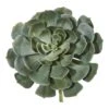 Green Giant Echeveria Succulent Pick, 2ct. -Flowers Michael Store D352150S 1
