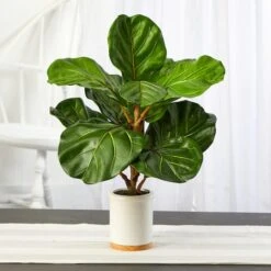 21" Fiddle Leaf Tree In White Ceramic Planter -Flowers Michael Store D352543S 3