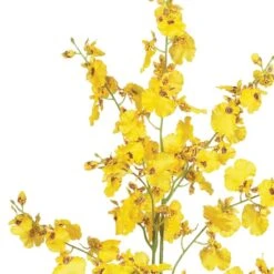 Dancing Lady Orchid Stem, 12ct. Yellow -Flowers Michael Store D386488S 13