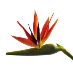 Large Artificial Bird Of Paradise Stem, 4ct. -Flowers Michael Store D386496S 3