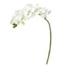 Moth Orchid Stem, 6ct. White 2 Moth Orchid Stem, 6ct. White -Flowers Michael Store D386498S 1
