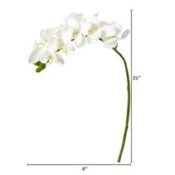 Moth Orchid Stem, 6ct. White -Flowers Michael Store D386498S 2