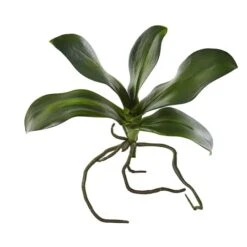 7" Phalaenopsis Orchid Leaf Artificial Flower (Set Of 6) -Flowers Michael Store D386566S 11 1