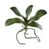 7" Phalaenopsis Orchid Leaf Artificial Flower (Set Of 6) 1 7" Phalaenopsis Orchid Leaf Artificial Flower (Set Of 6) -Flowers Michael Store D386566S 11