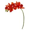 Moth Orchid Stem, 6ct. Orange -Flowers Michael Store D386618S 1