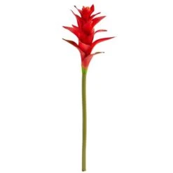 Star Bromeliad Stem, 6ct. Multi