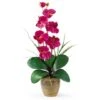 21" Moth Orchid Flower Arrangement In Ceramic Pot Beauty -Flowers Michael Store D386903S 11