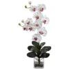 Double Giant Phalaenopsis With Vase