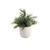 Flora Bunda® 6" Eucalyptus Plant In Ceramic Texture Planter 2 Flora Bunda® 6" Eucalyptus Plant In Ceramic Texture Planter -Flowers Michael Store D511314S 1